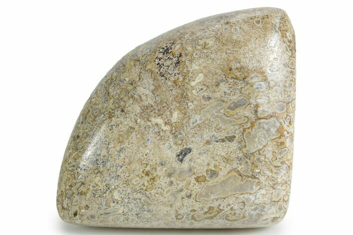 Polished Dinosaur Bone (Gembone) - Morocco #349592